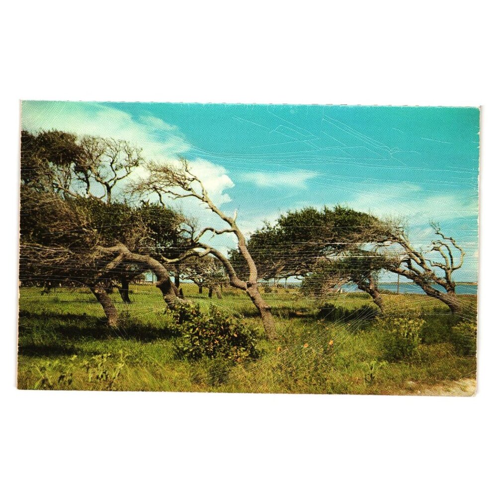 Vintage Dexter Press Leaning Trees Postcard Corpus Christi TX CRAZING ON FINISH